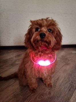 Світлодіодний нашийник прикраса. Колір PINK. РОЖЕВИЙ 80см+блочок бат. фото